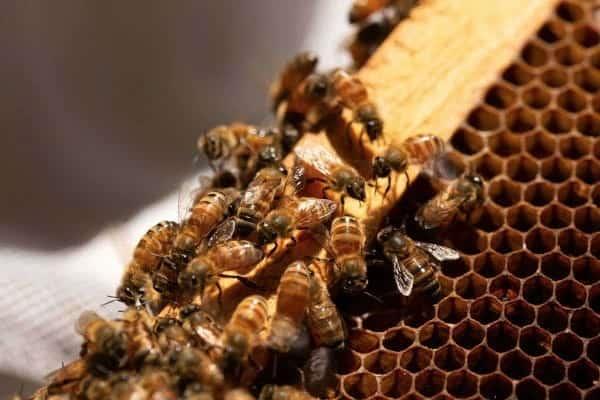 Abejas africanas atacan a familia en Coatzacoalcos y terminan hospitalizados