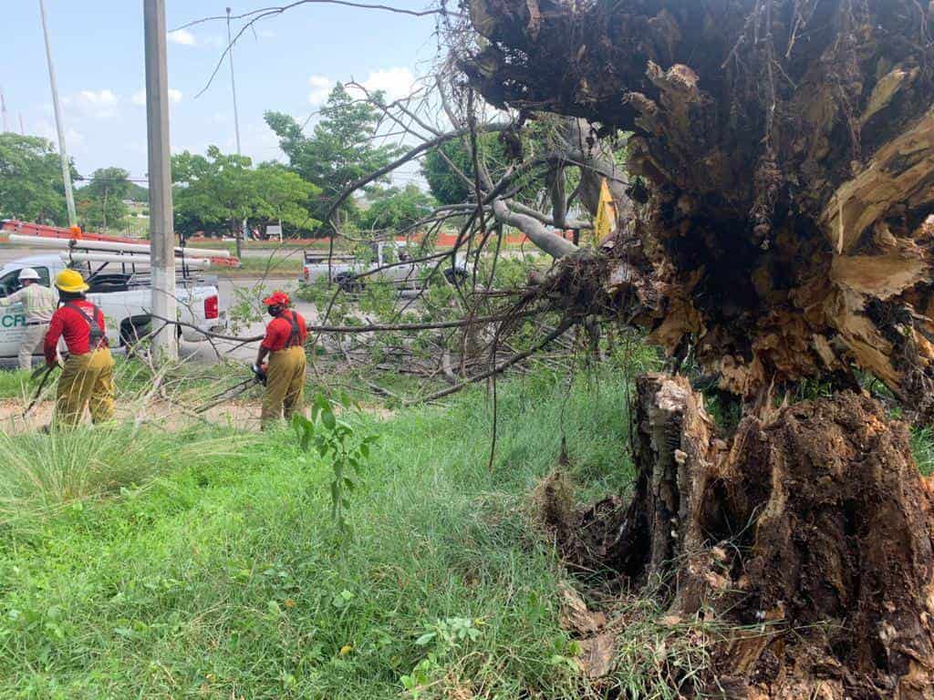 Cae árbol sobre periférico de Villahermosa