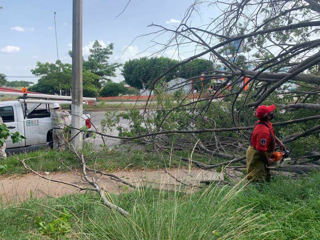 Cae árbol sobre periférico de Villahermosa