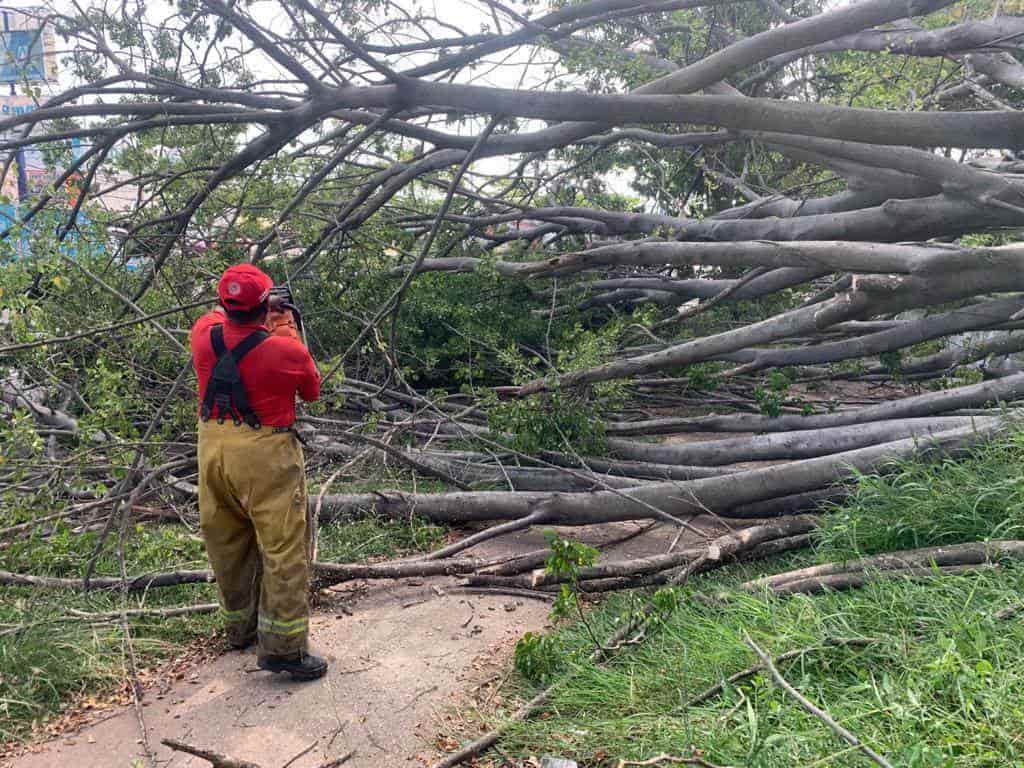 Cae árbol sobre periférico de Villahermosa