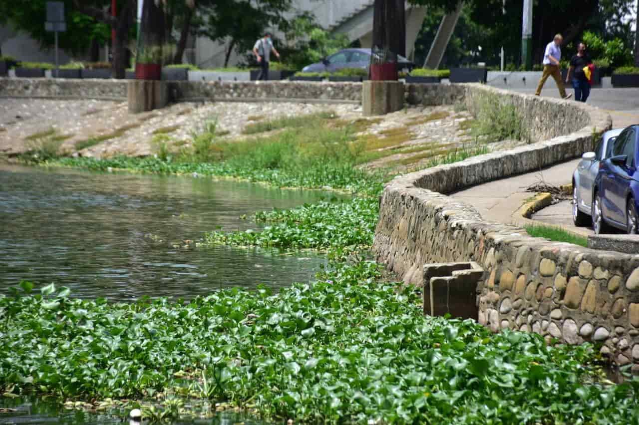 Amenaza lirio acuático al vaso Cencali de la laguna de las Ilusiones