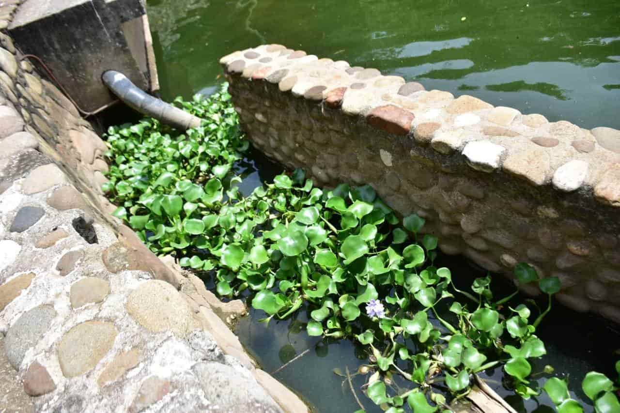 Amenaza lirio acuático al vaso Cencali de la laguna de las Ilusiones