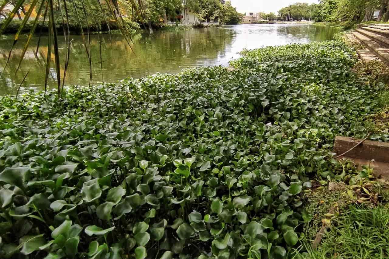 Amenaza lirio acuático al vaso Cencali de la laguna de las Ilusiones