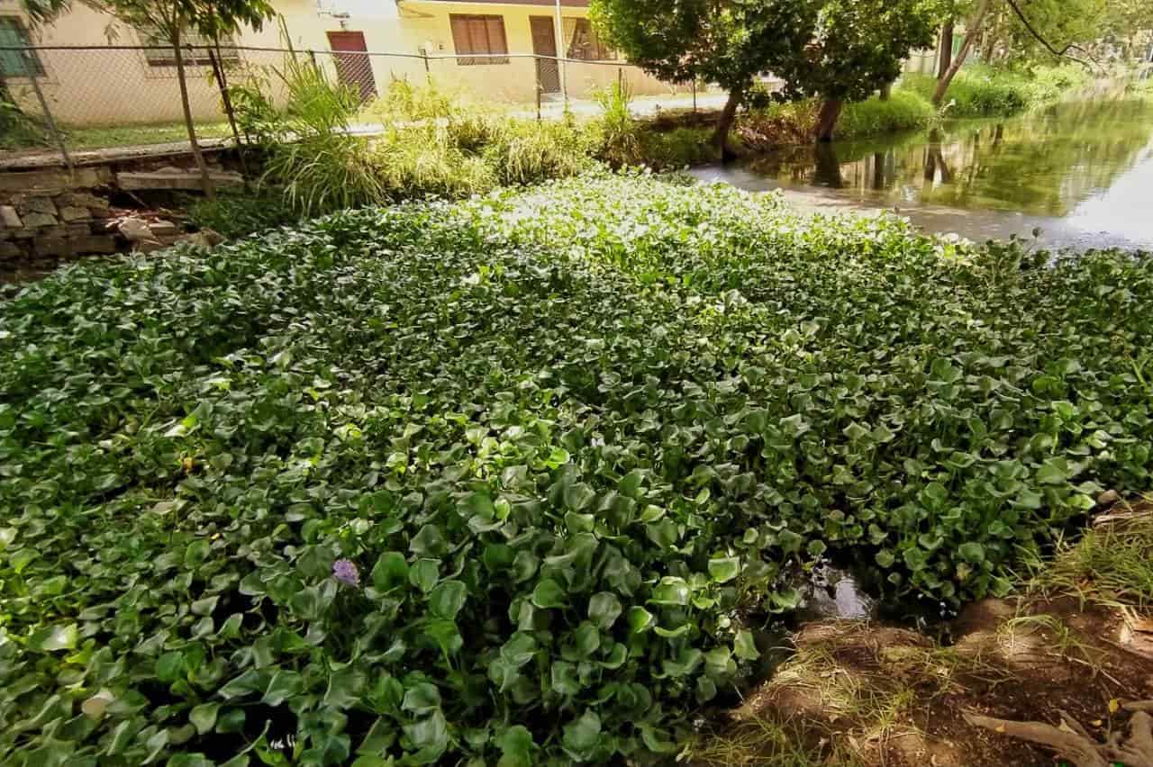 Amenaza lirio acuático al vaso Cencali de la laguna de las Ilusiones