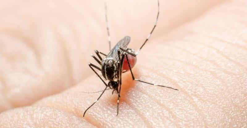 ¡Pega dengue a tabasqueños! Suman más de 2 mil 600 casos