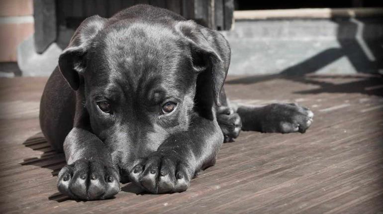 9 perros infartados por pirotecnia en fiestas decembrinas: Caninos 911