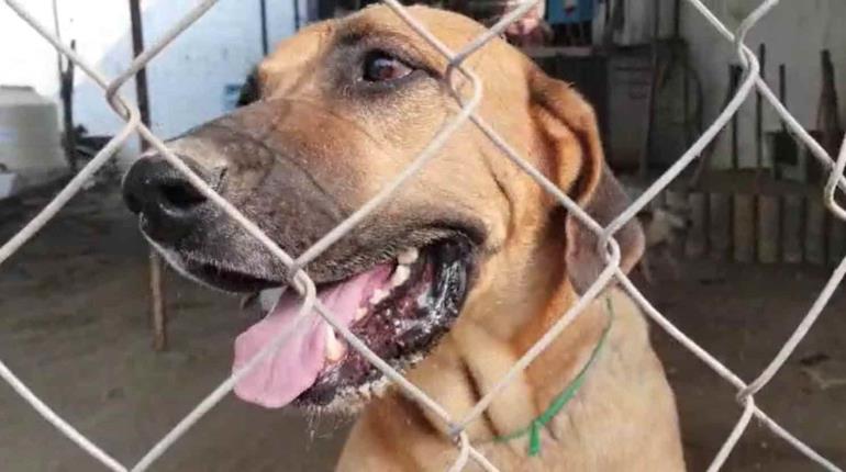 ¿Tienes mascotas? Tendrás que darlos de alta en registro de animales en Tabasco