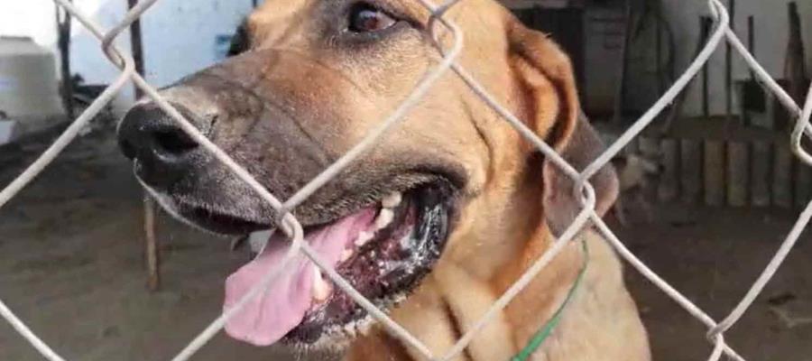 ¿Tienes mascotas? Tendrás que darlos de alta en registro de animales en Tabasco