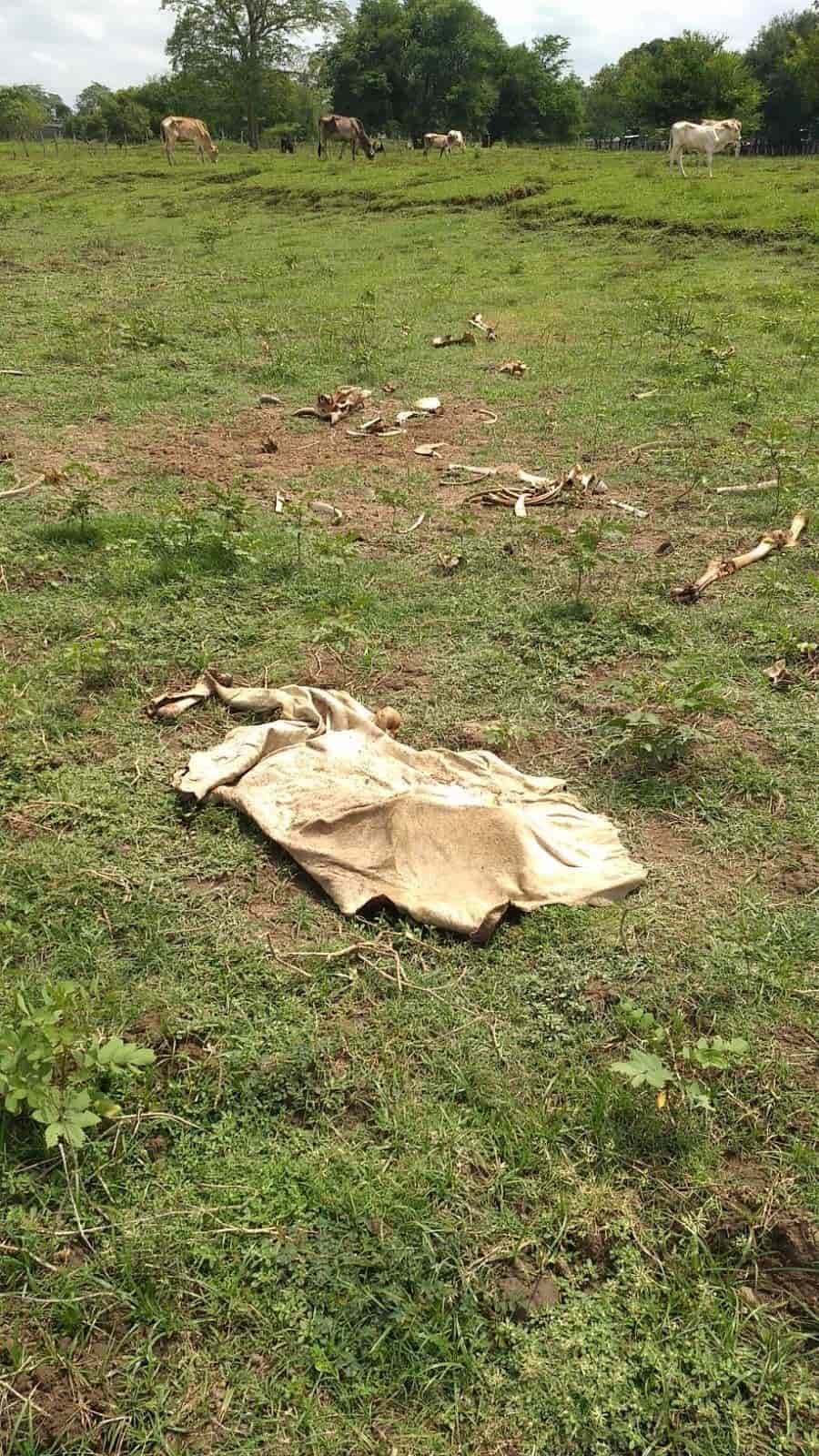 Piden ganaderos de Jalpa apoyo a SADER ante mortandad de ganado Piden ganaderos de Jalpa apoyo a SADER ante mortandad de ganado