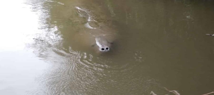 Mortandad de manatíes no es por contaminación: Macuspana