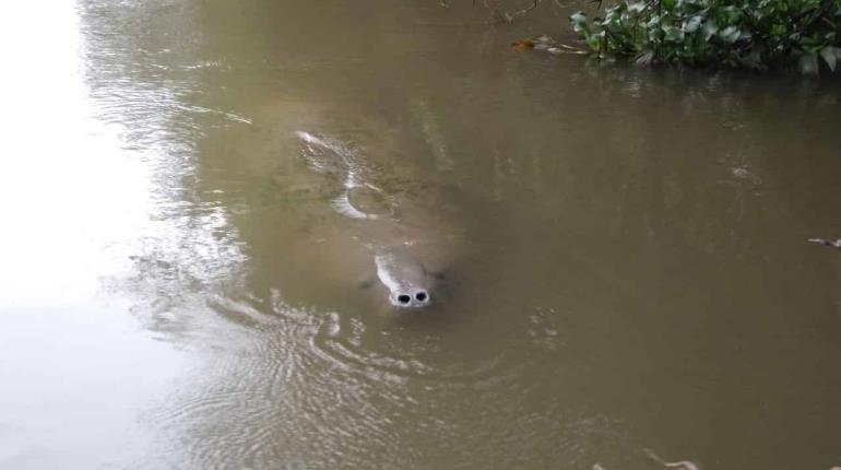 ¡Urge revisión! Van 7 manatíes y peces muertos en Bitzales: Diputado