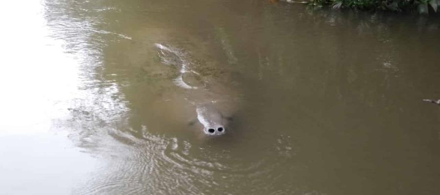 ¡Urge revisión! Van 7 manatíes y peces muertos en Bitzales: Diputado