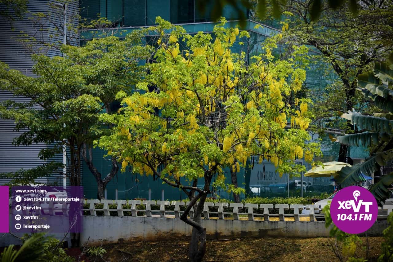 El hermoso florecer de la Lluvia de Oro
