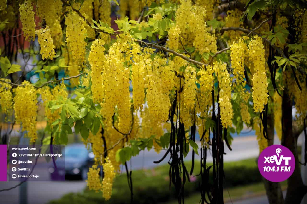 El hermoso florecer de la Lluvia de Oro