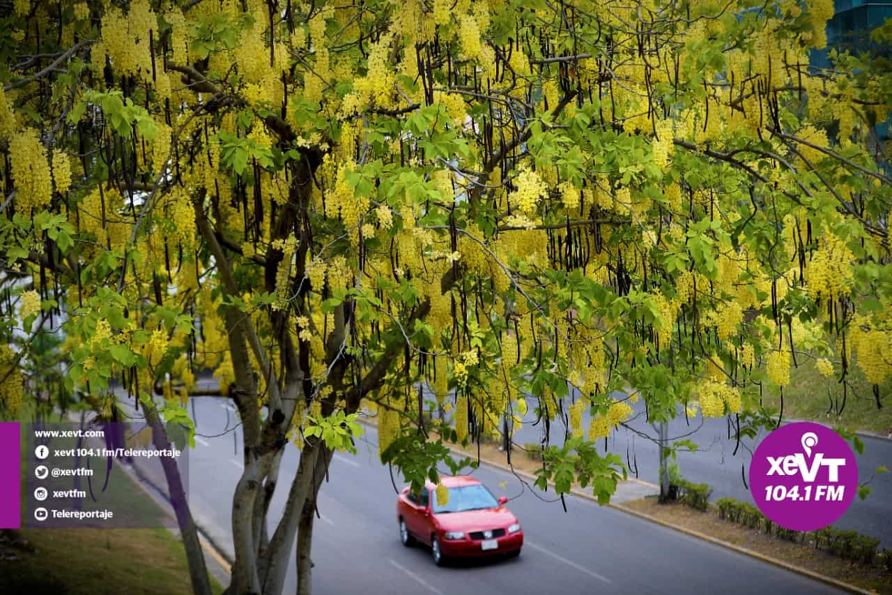 El hermoso florecer de la Lluvia de Oro