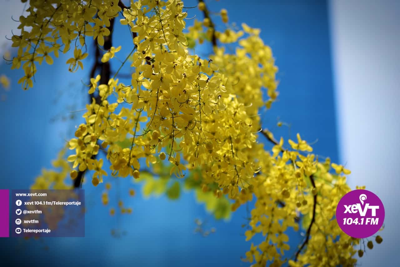 El hermoso florecer de la Lluvia de Oro