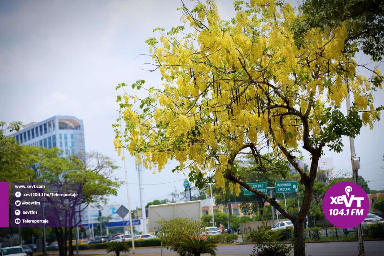 El hermoso florecer de la Lluvia de Oro