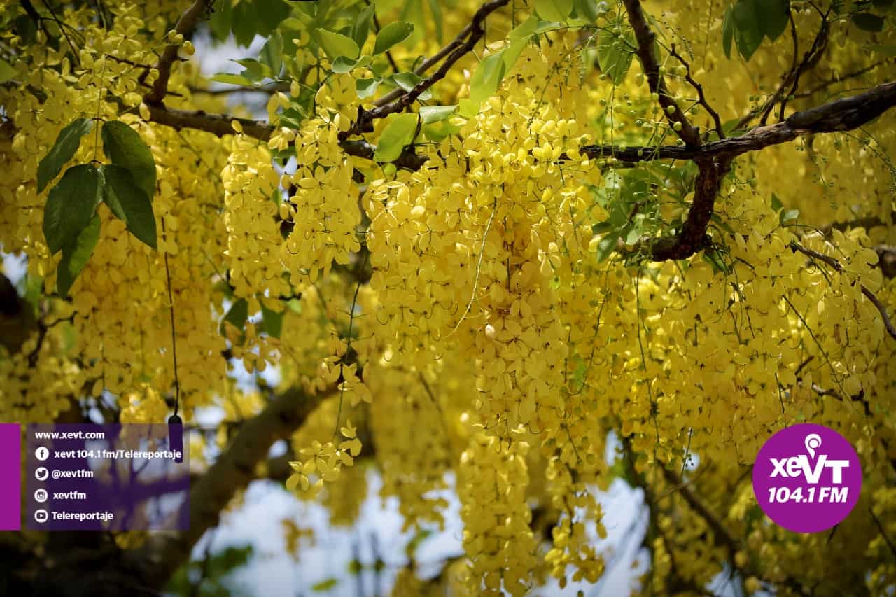 El hermoso florecer de la Lluvia de Oro