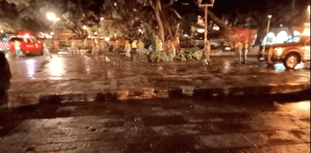 Cae emblemático laurel del Zócalo de Oaxaca tras fuertes lluvias Cae emblemático laurel del Zócalo de Oaxaca tras fuertes lluvias