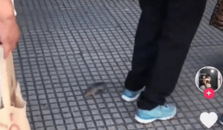 [VIDEO] Rata sorprende a mujer, se le mete en la ropa cuando esperaba en fila del banco, pasó en Argentina