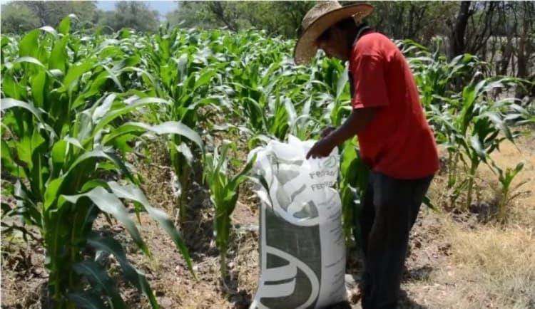 Programa de Fertilizantes se amplía a nivel nacional: Obrador