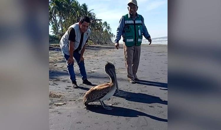 Liberan en Paraíso a pelicano gris rescatado en Cunduacán
