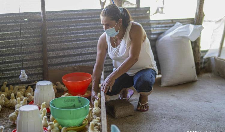 Activa la FAO protocolos en América Latina ante brotes de gripe aviar