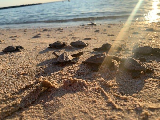 17 playas son declaradas santuarios de anidación de tortugas marinas