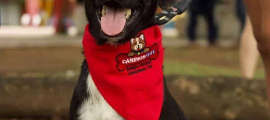 Desde Tabasco, Caninos 911 se une a clamor de justicia para perrito arrojado en aceite