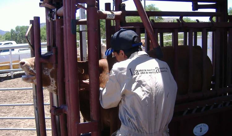 Detectó Senasica 317 casos positivos de rabia paralítica en bovinos y otras especies en 2022
