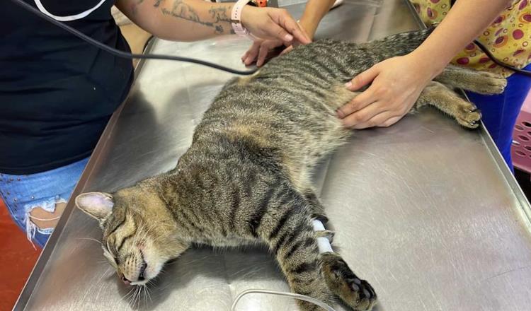 Piden justicia para ‘Mickel’, gatito envenenado en Altozano 