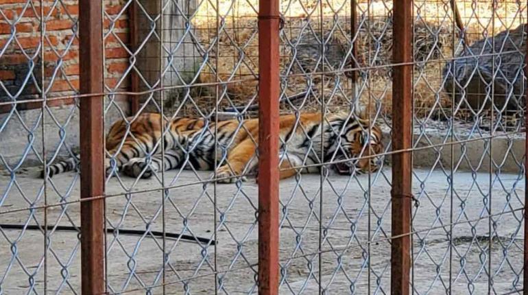 Rescatan animales exóticos durante cateo en Jalisco