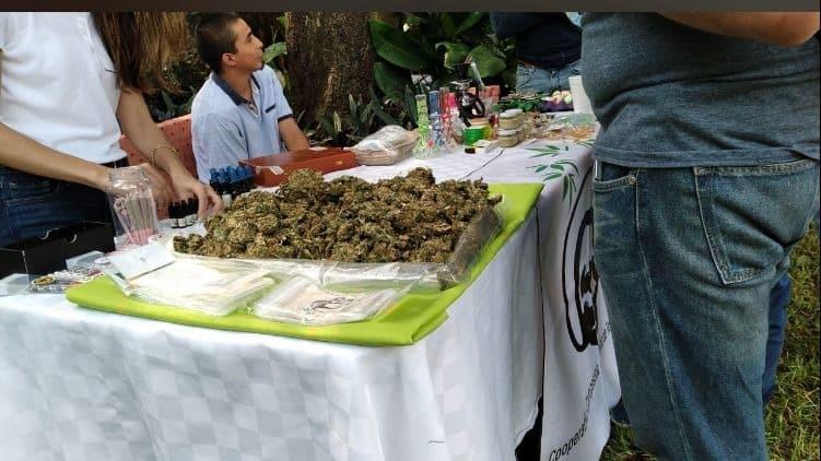 Preparan exportación de huertos para siembra de marihuana