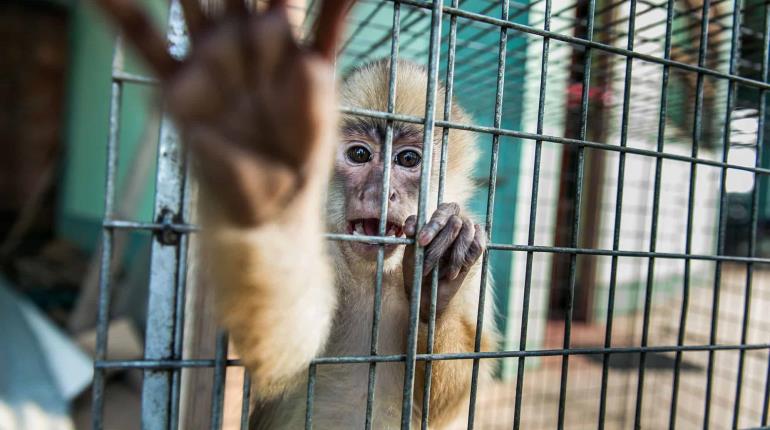 Pese a severidad de sanciones, el tráfico ilegal de fauna silvestre es un negocio que no se acaba