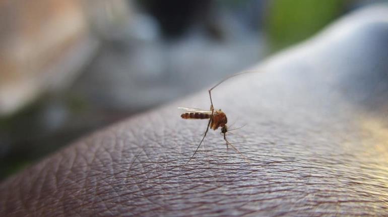 En estudio 24 decesos en Tabasco por probable dengue: Salud Federal