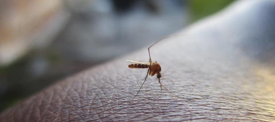 Registra Tabasco casi 28 casos diarios de dengue: SINAVE