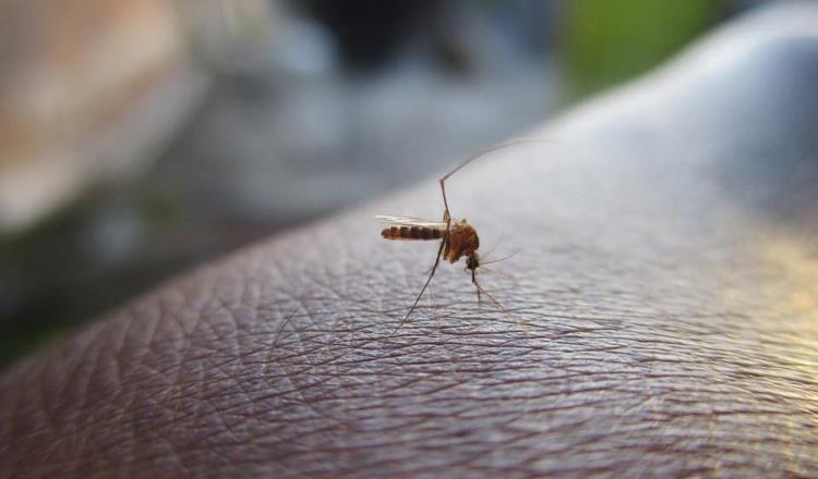 En alerta Tacotalpa y Teapa por Dengue