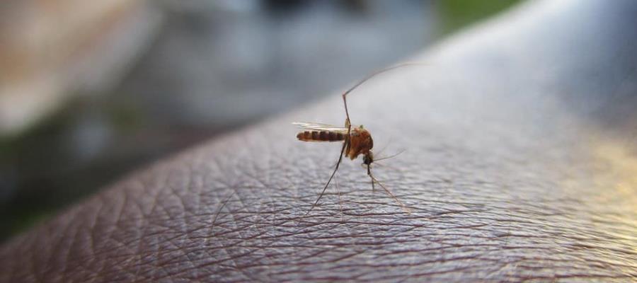 En alerta Tacotalpa y Teapa por Dengue