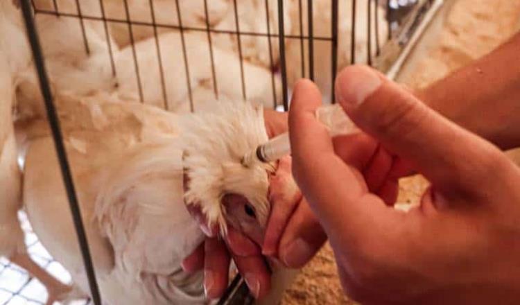 Argentina declara emergencia sanitaria por influenza aviar