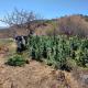 Aseguran laboratorio e invernadero de marihuana en Edomex