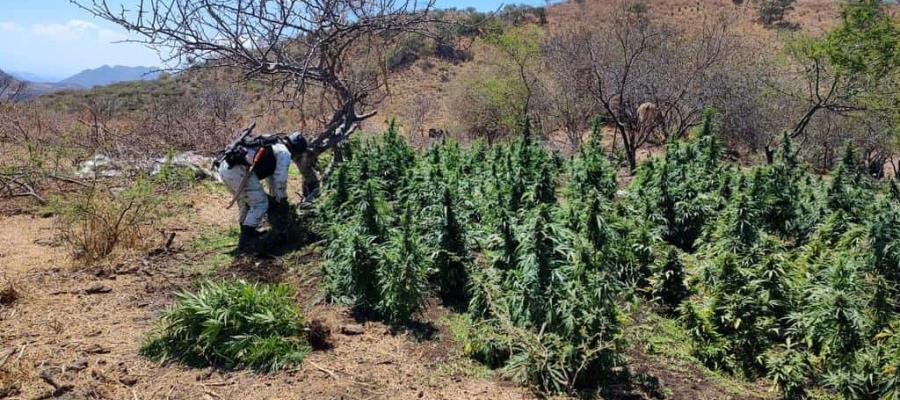 Aseguran laboratorio e invernadero de marihuana en Edomex