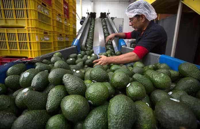 Suspende EE.UU. importación de aguacate de Michoacán por ataque a inspectores