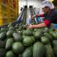 Suspende EE.UU. importación de aguacate de Michoacán por ataque a inspectores