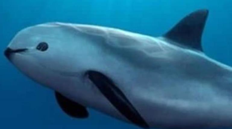 Enviará México delegación a Ginebra para tratar de frenar sanciones por vaquita marina