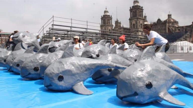 Piden sancionar a México por no proteger a la vaquita marina.