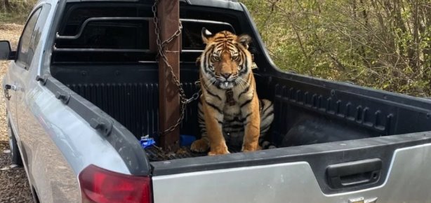 Aseguran a tigre de bengala durante operativo en Culiacán