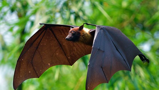 Detectan en Puebla un murciélago con rabia
