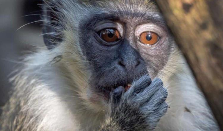 Buscan rescate de monos con programa de Conservación sin Fronteras