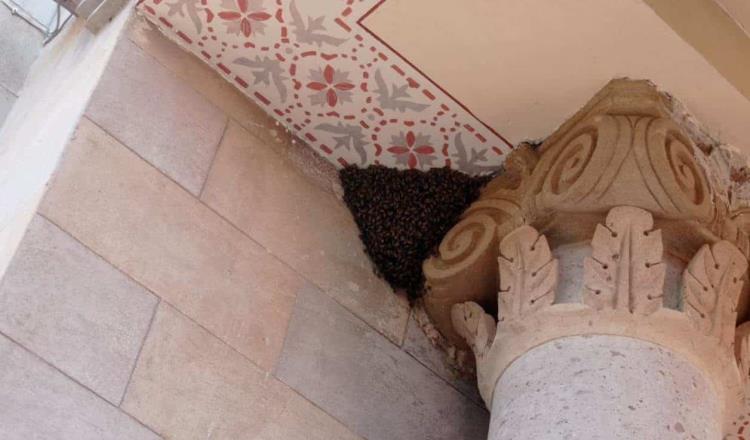 Retiran peligroso enjambre de abejas de columna del Templo de ´San Francisco de Asís´