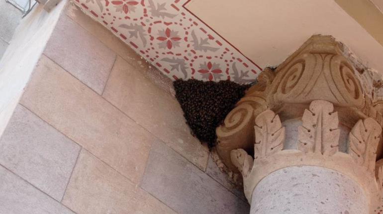 Retiran peligroso enjambre de abejas de columna del Templo de ´San Francisco de Asís´